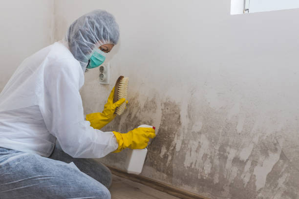 Best Certified Mold Removal  in Greenup, IL