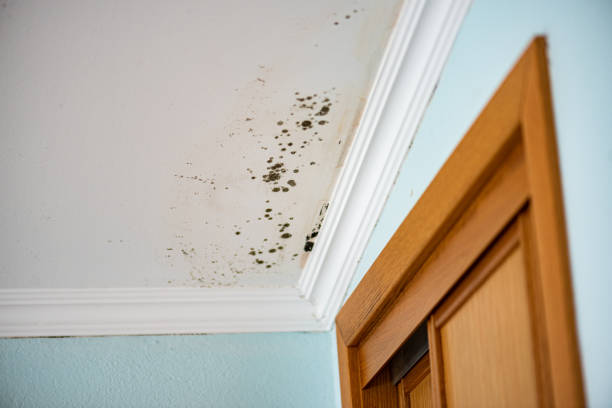 Best Professional Mold Removal  in Greenup, IL