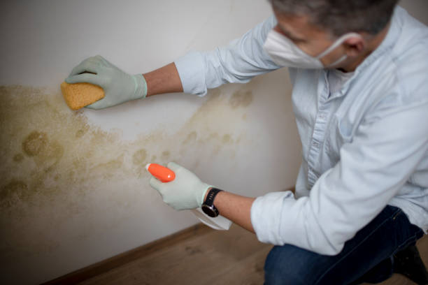 Best Crawl Space Mold Removal  in Greenup, IL