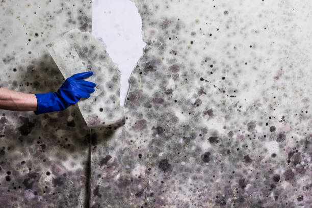Greenup, IL Mold Removal Company