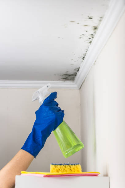 Best Toxic Mold Removal  in Greenup, IL